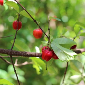 acerola