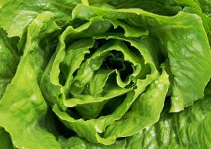 lettuce-1517239_1280