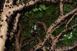 jabuticaba