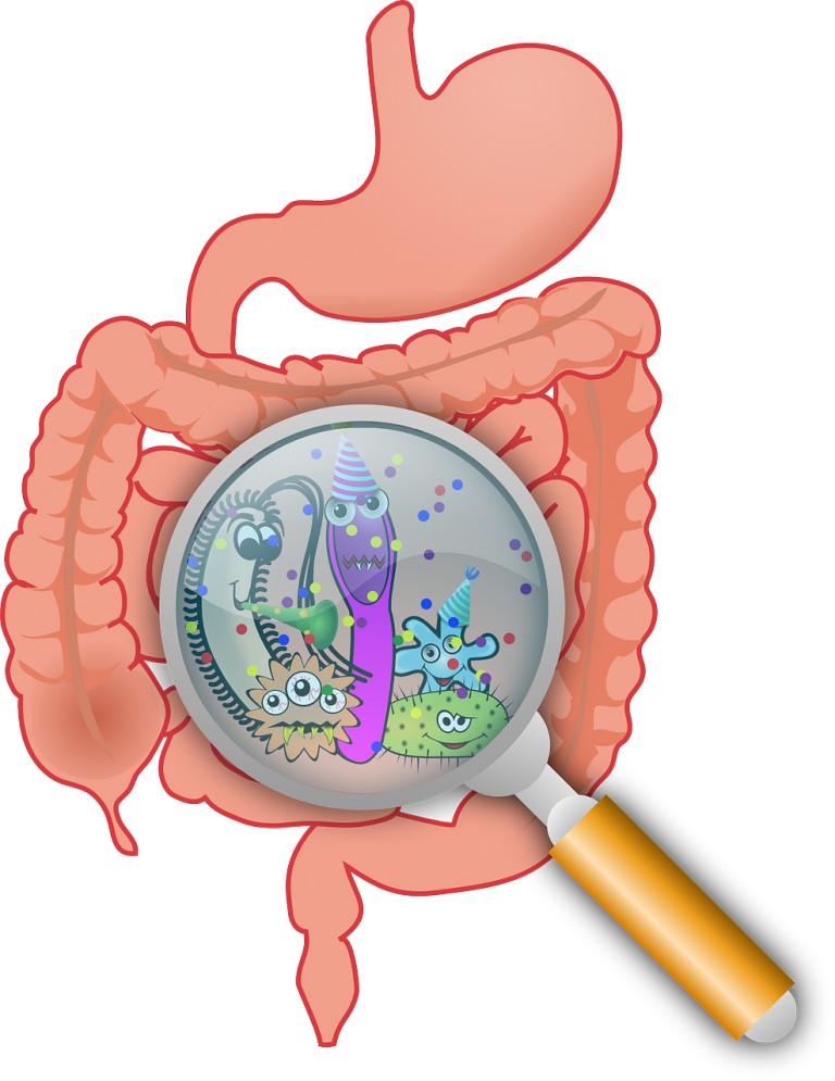 nutricionista intestino emagrecimento